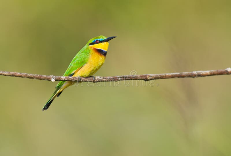 Close-up of a jewel: Little Bee-eater