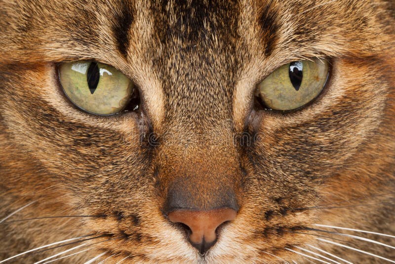 Angry Cat Face, Close Up, Looking Straight into Camera Stock Image