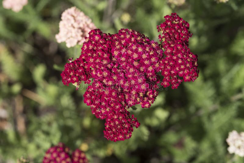 Plants: Close up of Achillea Millefolium `Red Velvet`, Yarrow flowers. 1