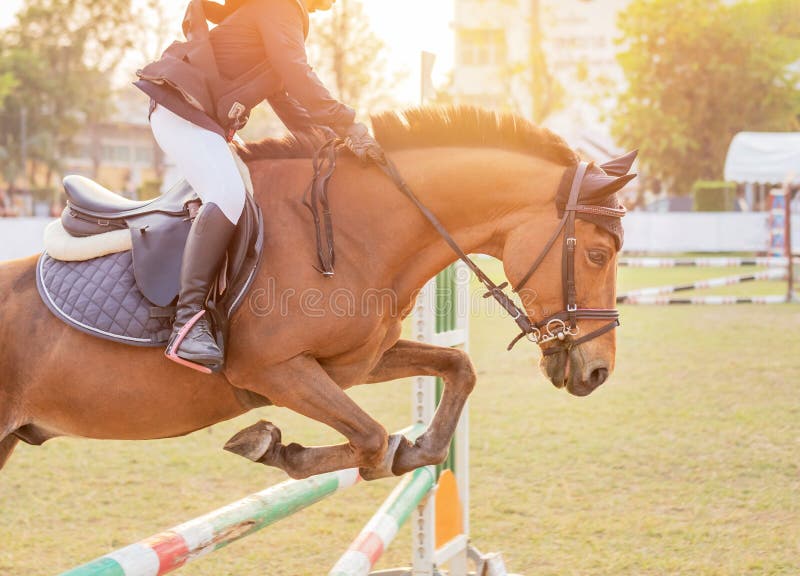 Equestrian rider horse jumping over hurdle obstacle during dressage test competition royalty free stock image Equestrian rider horse jumping over hurdle obstacle during dressage test competition royalty free stock image