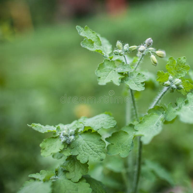 Close up adiantado da inflorescência com gotas de orvalho foto de stock royalty free