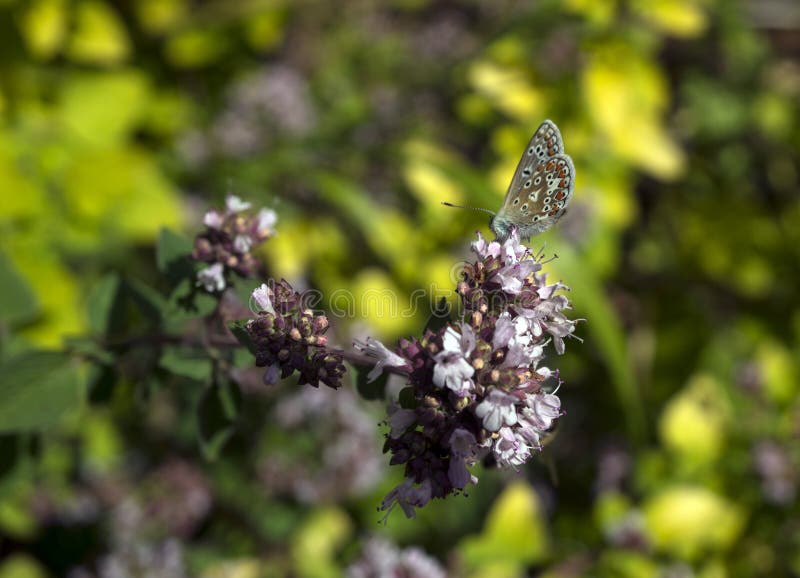 Close-up of Adonis Blue Butterfly Polyommatus bellargus on Oregano Flower Origanum vulgare