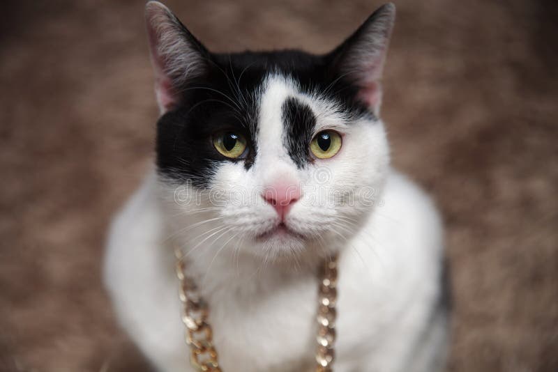 The Best Reasons To Wear A Chain Of Cat’s Eye