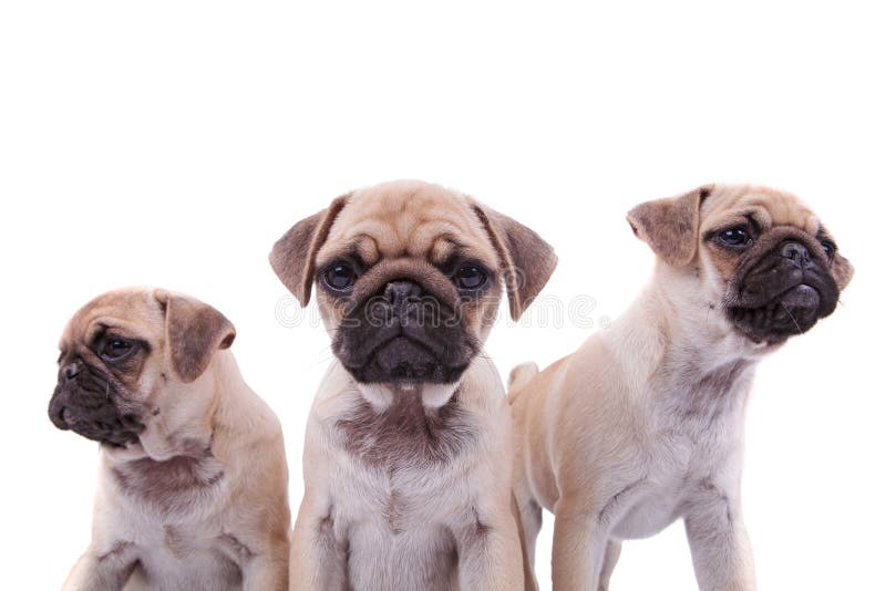 Close up of adorable pug group of three stock photography