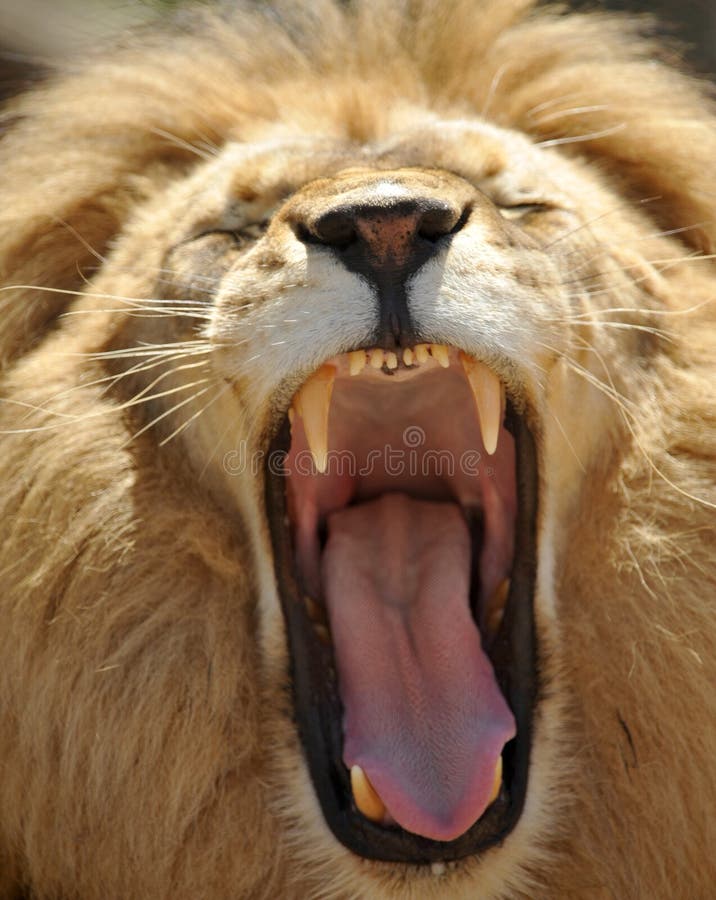 Close up of adult african male lion roaring showin