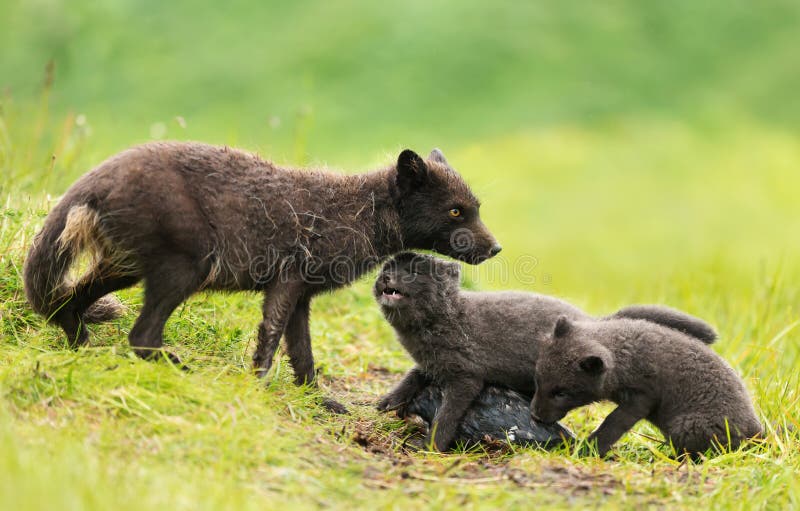 Adult Arctic fox feeding little cubs on a rainy day stock photography Adult Arctic fox feeding little cubs on a rainy day stock photography
