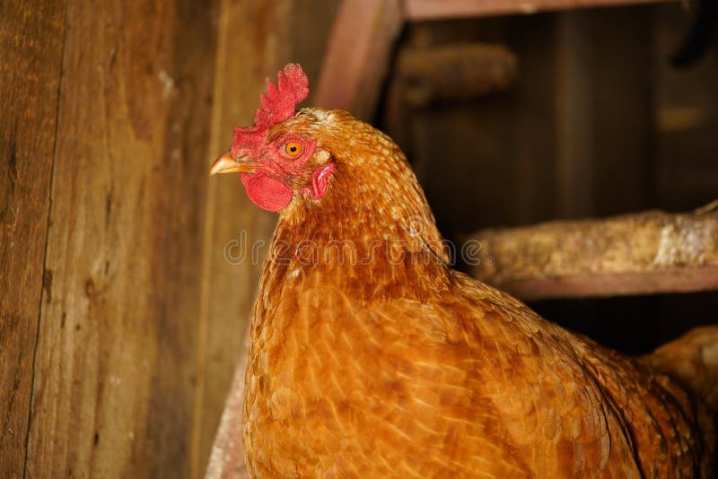 Close Up of Chicken Walking Near Fence in Paddock Outdoor. Stock Image