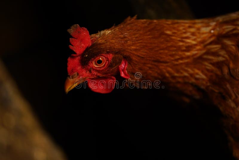 Close Up of Chicken Walking Near Fence in Paddock Outdoor. Stock Image