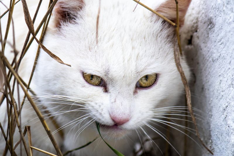 white cat yellow eyes