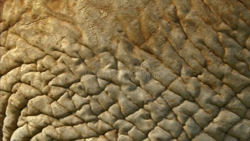 Close up of Afircan elephant skin