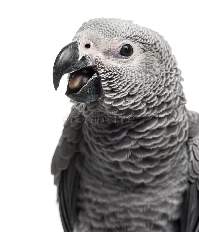 Close-up of a African Grey Parrot (3 months old) isolated on whi royalty free stock image