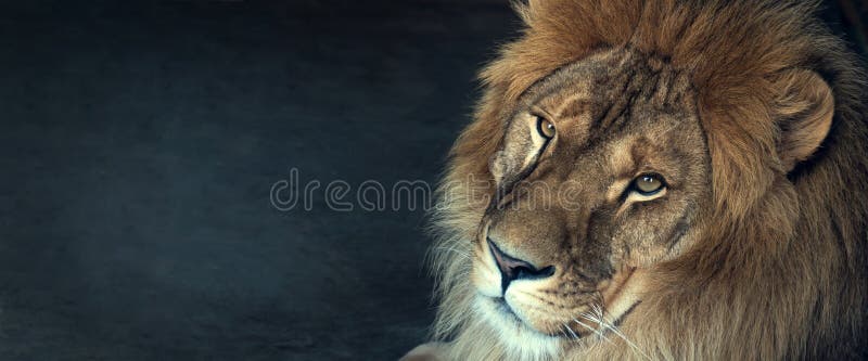 Close-up of an African lion