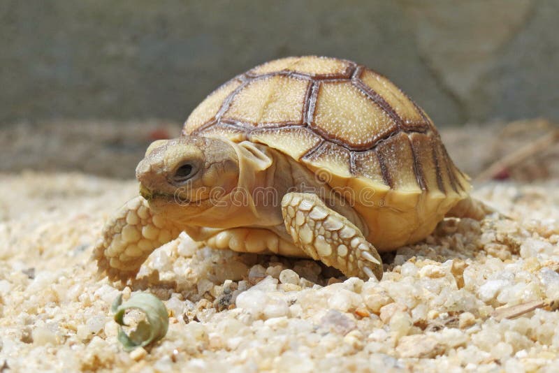 Close up African spurred tortoise resting in the garden, Slow life ,Africa spurred tortoise sunbathe on ground with his protective. Close up African spurred royalty free stock photo Close up African spurred tortoise resting in the garden, Slow life ,Africa spurred tortoise sunbathe on ground with his protective. Close up African spurred royalty free stock photo