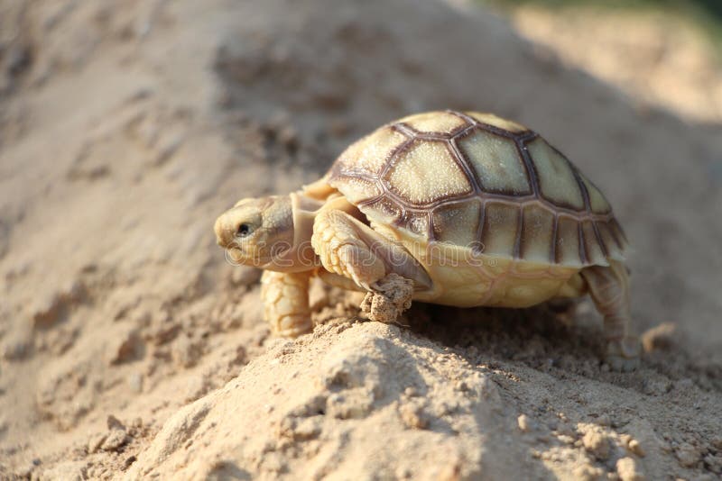 Close up African spurred tortoise resting in the garden, Slow life ,Africa spurred tortoise sunbathe on ground with his protective. Close up African spurred royalty free stock photo Close up African spurred tortoise resting in the garden, Slow life ,Africa spurred tortoise sunbathe on ground with his protective. Close up African spurred royalty free stock photo