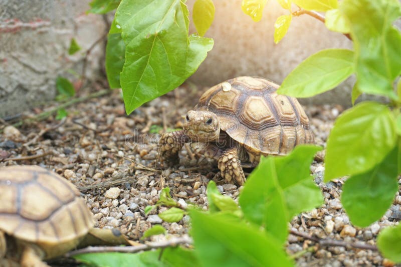 Africa spurred tortoise sunbathe on ground with his protective shell. Close up African spurred tortoise resting in the garden, Slow life ,Africa spurred tortoise royalty free stock images Africa spurred tortoise sunbathe on ground with his protective shell. Close up African spurred tortoise resting in the garden, Slow life ,Africa spurred tortoise royalty free stock images