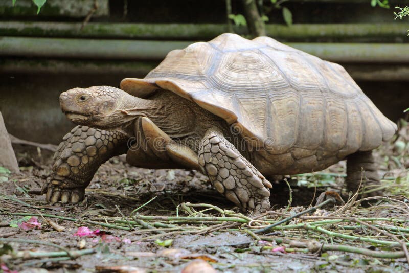 Close up African spurred tortoise resting in the garden, Slow life ,Africa spurred tortoise sunbathe on ground with his protective. Close up African spurred stock image Close up African spurred tortoise resting in the garden, Slow life ,Africa spurred tortoise sunbathe on ground with his protective. Close up African spurred stock image
