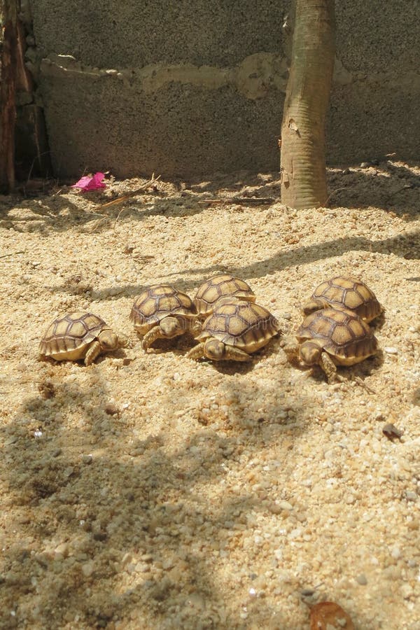 Close up African spurred tortoise resting in the garden, Slow life ,Africa spurred tortoise sunbathe on ground with his protective. Close up African spurred royalty free stock image Close up African spurred tortoise resting in the garden, Slow life ,Africa spurred tortoise sunbathe on ground with his protective. Close up African spurred royalty free stock image