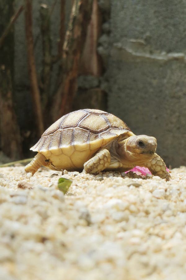 Close up African spurred tortoise resting in the garden, Slow life ,Africa spurred tortoise sunbathe on ground with his protective. Close up African spurred stock image Close up African spurred tortoise resting in the garden, Slow life ,Africa spurred tortoise sunbathe on ground with his protective. Close up African spurred stock image