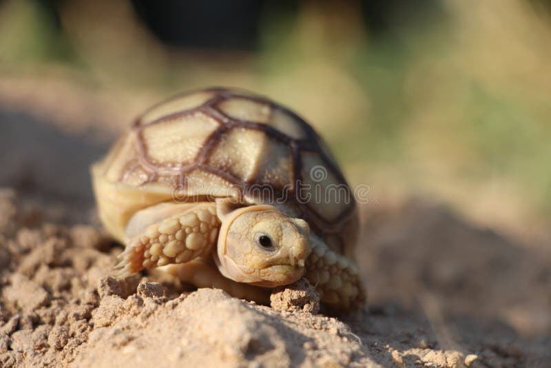 Close up African spurred tortoise resting in the garden, Slow life ,Africa spurred tortoise sunbathe on ground with his protective. Close up African spurred stock photos Close up African spurred tortoise resting in the garden, Slow life ,Africa spurred tortoise sunbathe on ground with his protective. Close up African spurred stock photos