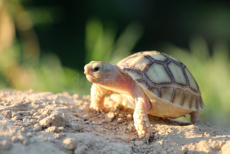 Close up African spurred tortoise resting in the garden, Slow life ,Africa spurred tortoise sunbathe on ground with his protective. Close up African spurred stock photography Close up African spurred tortoise resting in the garden, Slow life ,Africa spurred tortoise sunbathe on ground with his protective. Close up African spurred stock photography