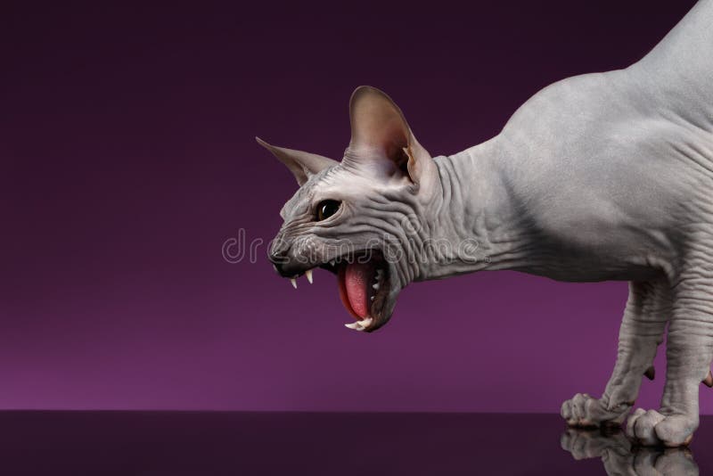 Close-up Aggressive Sphynx Cat Hisses on purple