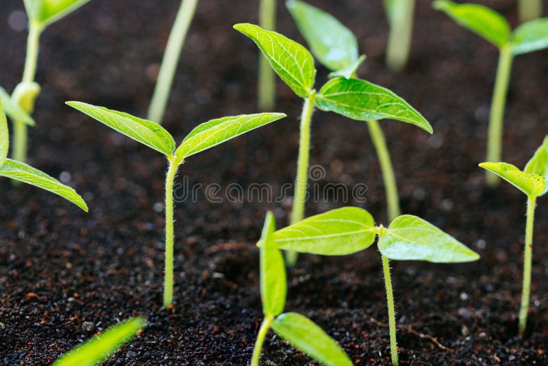 Close up agriculture young plant stock photos Close up agriculture young plant stock photos