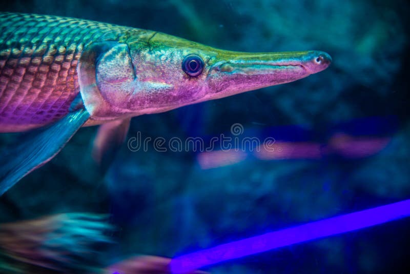 Close up of Alligator gar