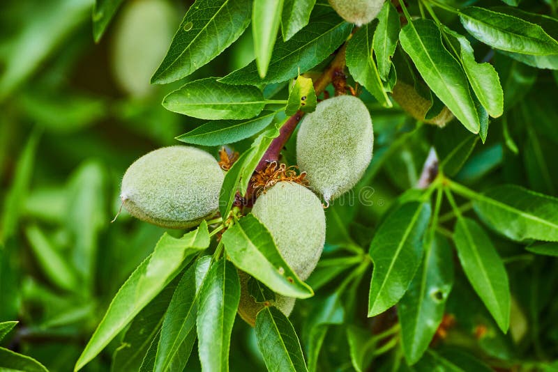 Close Up of Almond Tree Branch with Three Almond Fruits Stock Image