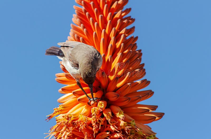 Close up of aloe orange flower and bird on blue background royalty free stock image Close up of aloe orange flower and bird on blue background royalty free stock image
