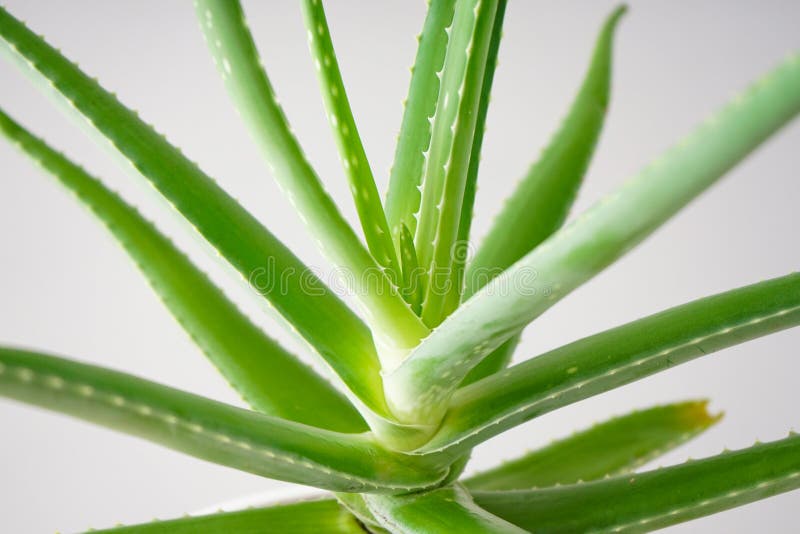 Aloe up