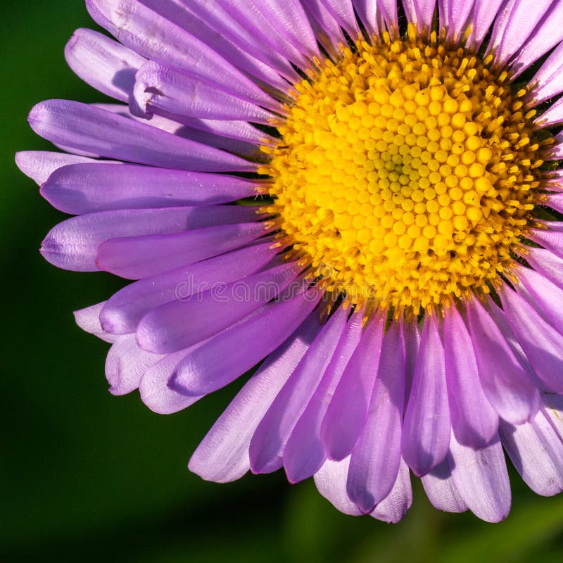 Alpine Aster royalty free stock photo Alpine Aster royalty free stock photo