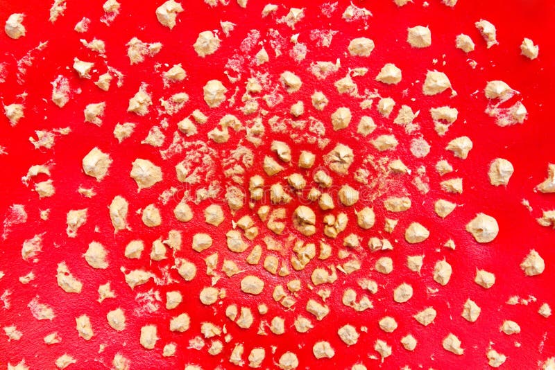 Close up of amanita muscaria mushroom cap