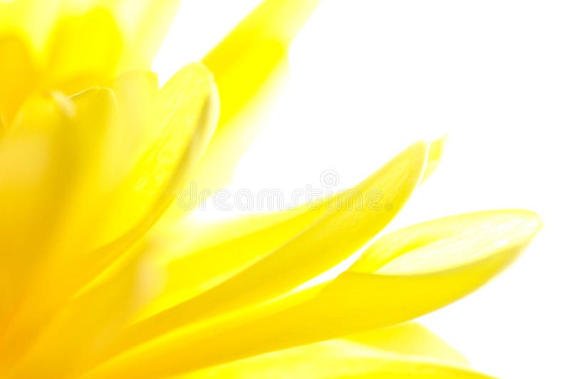 Close-up amarelo abstrato da flor foto de stock royalty free Close-up amarelo abstrato da flor foto de stock royalty free