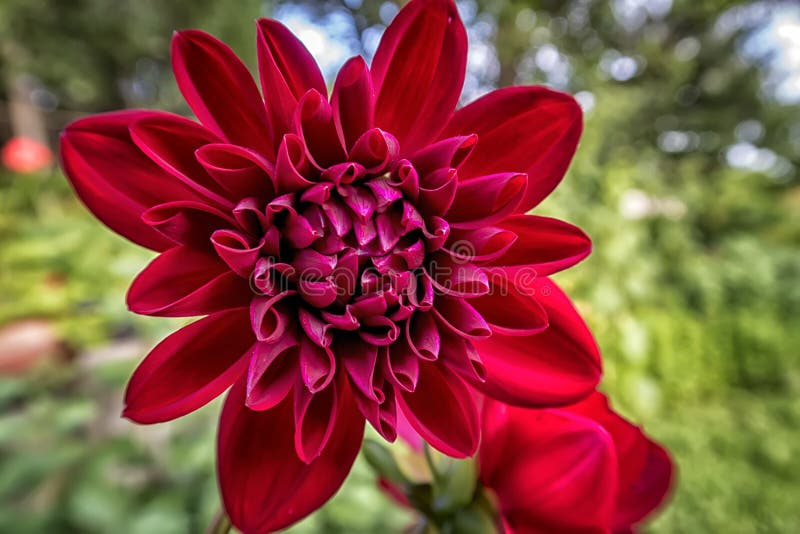 Amazing Red Flower at the Blurred Background. Stock Photo Image of