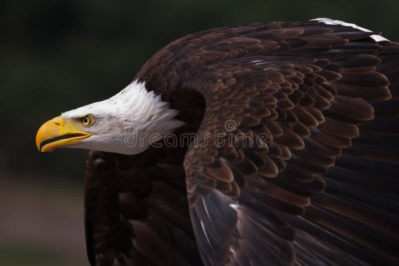 Close-up of an American Bald Eagle in flight