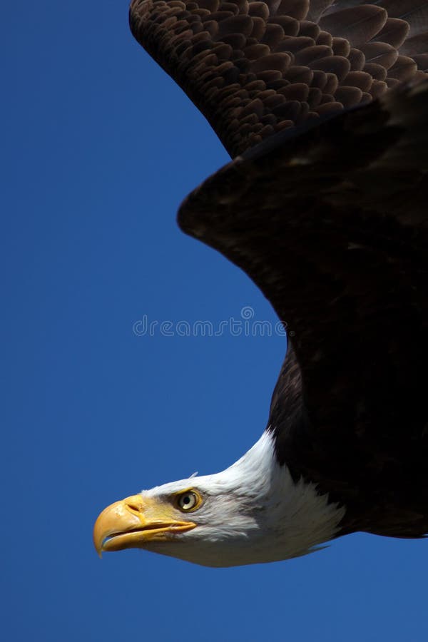 Close-up of an American Bald Eagle in flight