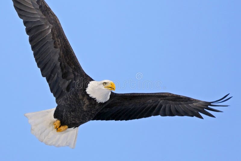 Beautiful American bald Eagle in flight, focussed.