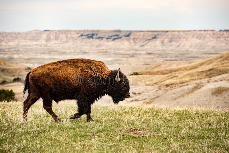 Close up American Bison Buffalo isolated in Badlands National Park at sunset, South Dakota, prairie mammal animals, grazing