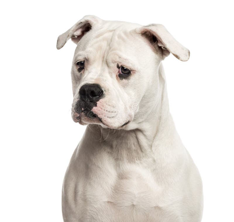 Close-up of an American Bulldog stock photos Close-up of an American Bulldog stock photos