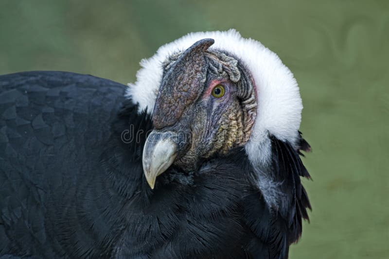 Close Up of an Andean Condor on the Ground Stock Photo Image of stare