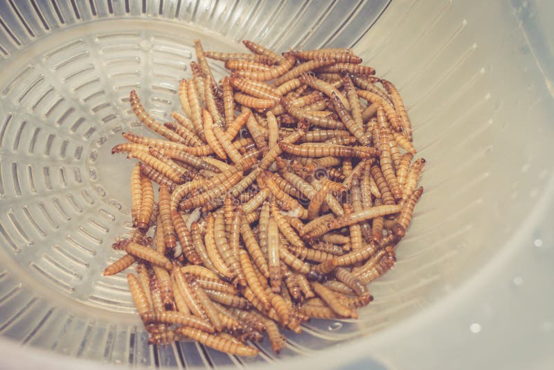 CloseUp Angle Shot of Mealworms. StirFry Dish with Garlic and Red