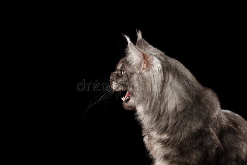 Close-up Angry Meowing Maine Coon Cat, Opened Mouth Isolated Black