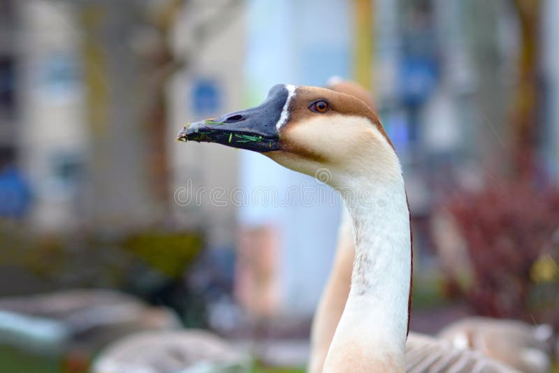 Close up of a Anser cygnoides Swan Goose head with long neck in front of blurry city