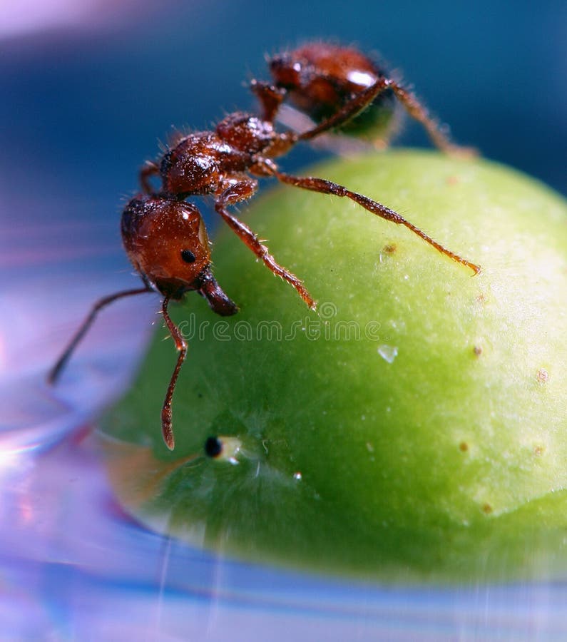 Close up of Ant on a berry