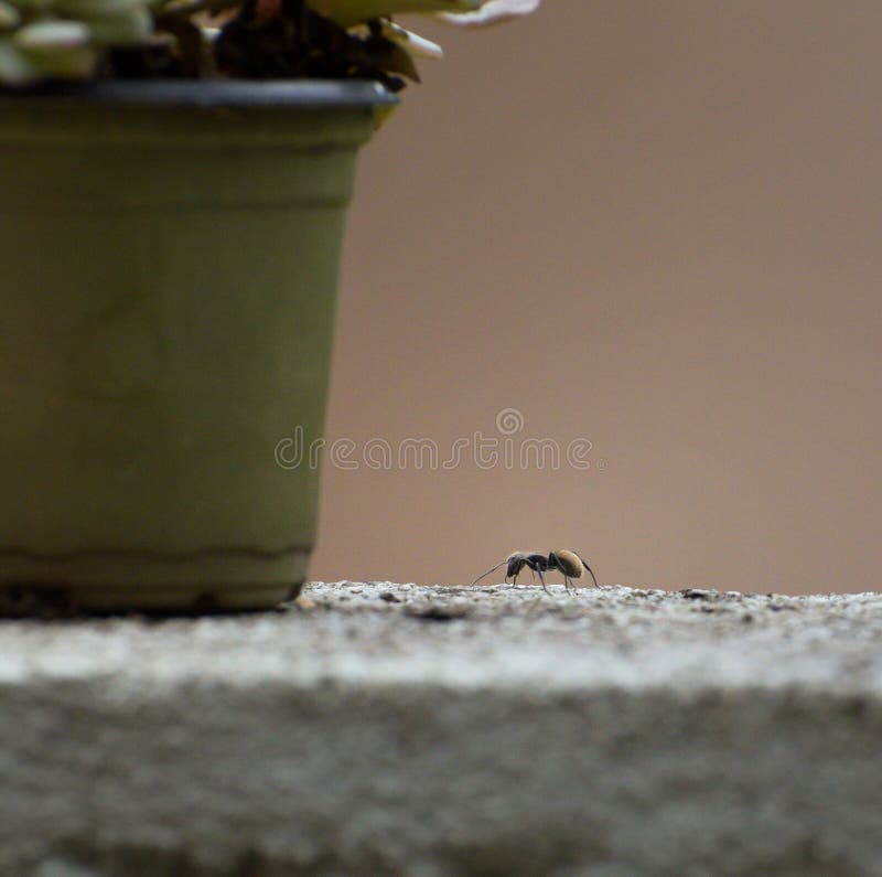 Close-up of an ant walking along a textured wall surface. Perspective ant stock images, royalty-free photos and pictures