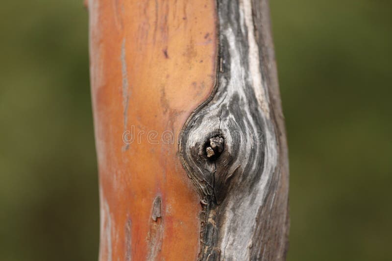 Trunk of arbutus tree with its peeling pink bark. View of Kziv