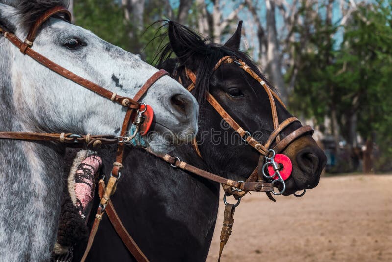 Argentina Gaucho Em Cavalo Usando Telefone Celular Imagem de Stock - Imagem  de chapéu, festa: 222666767