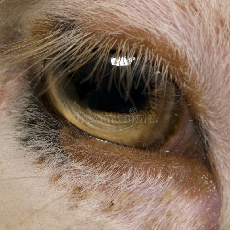 Closeup of Arles Merino Sheep Eye Stock Image Image of creature
