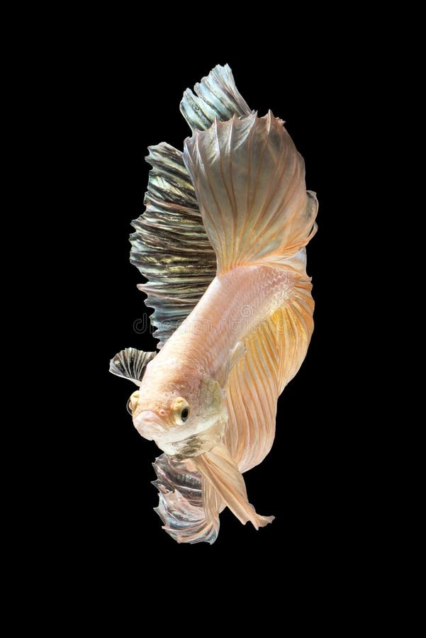 Close Up Art Movement of Betta Fish or Siamese Fighting Fish Stock ...