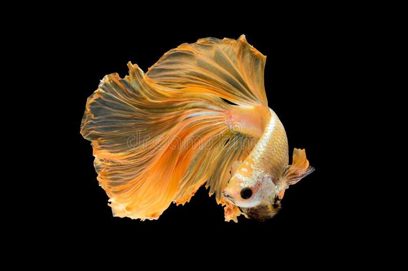 Close Up Art Movement of Betta Fish Stock Photo - Image of beautiful ...